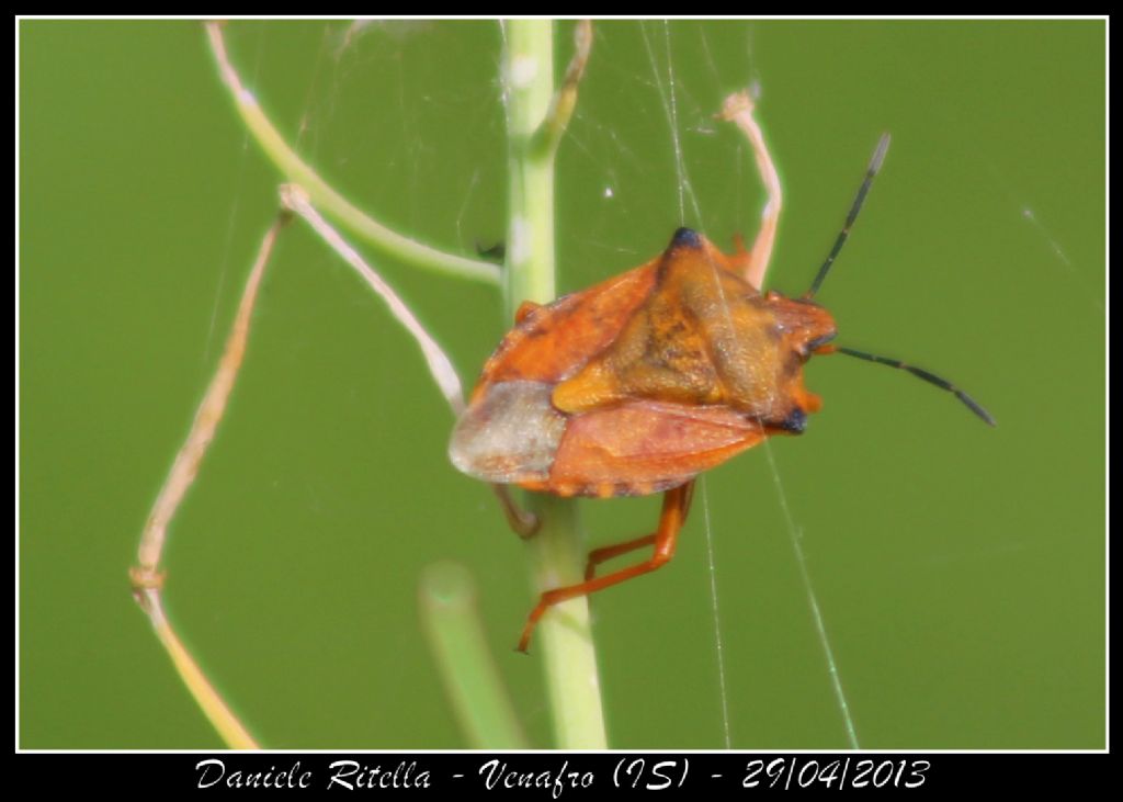 Pentatomidae: Carpocoris mediterraneus del Molise (IS)